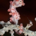 seahorse_pygmy_crci_mb_v_0263_png2096.jpg
